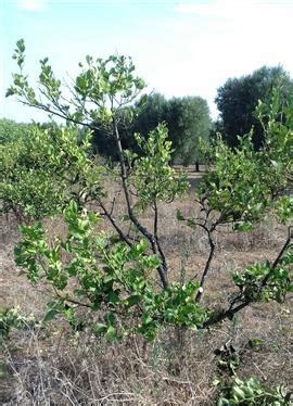 Mal Secco Degli Agrumi Come Fare L Orto Planethortus