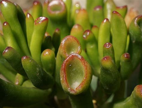 Gollum Jade Guide How To Grow Care For Gollum Jade Plants