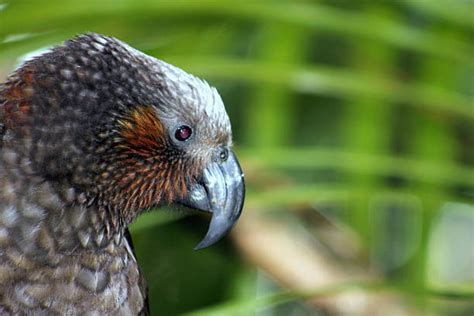 Best Kaka Bird Stock Photos, Pictures & Royalty-Free Images - iStock