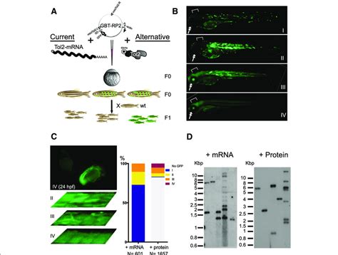 His Tol2 Is A Fully Functional Transposase In Vivo A Diagram Showing