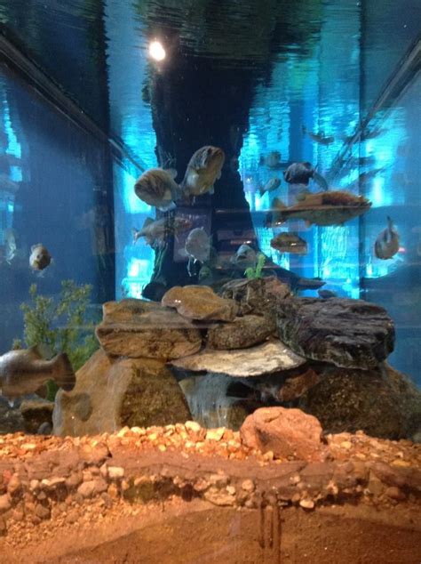 Aquarium at Bass Pro Shops- Columbia | New england aquarium, New ...