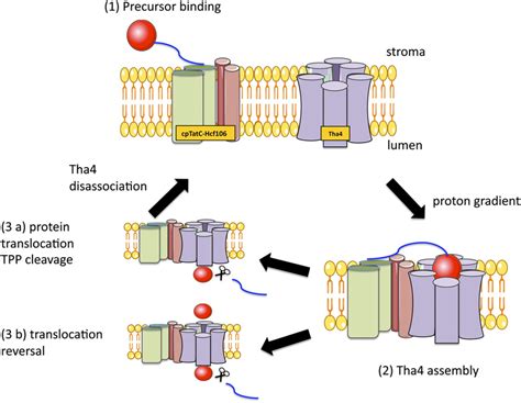 Current Model For The Tat Translocation Process The Precursor