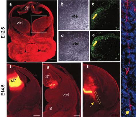 A F I Labeling In Pax Embryos After Dii Placement In The