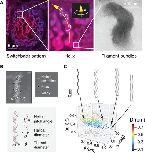 Epidermal Threads Reveal The Origin Of Hagfish Slime Elife