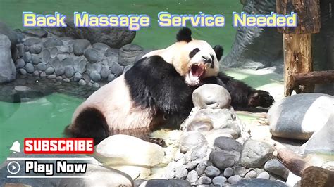 Panda Enjoying The Bath In An Air Conditioned Room IPanda YouTube