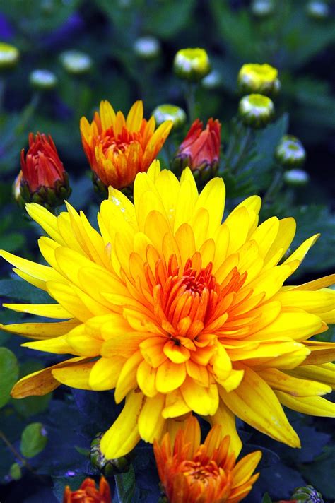Plants Flowers Summer - Free photo on Pixabay - Pixabay