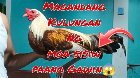 Paano Gumawa Ng Kulungan Ng Sisiwmanok Magandangkulungan