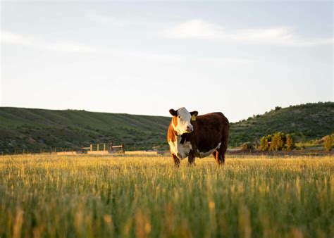 About American Hereford Association