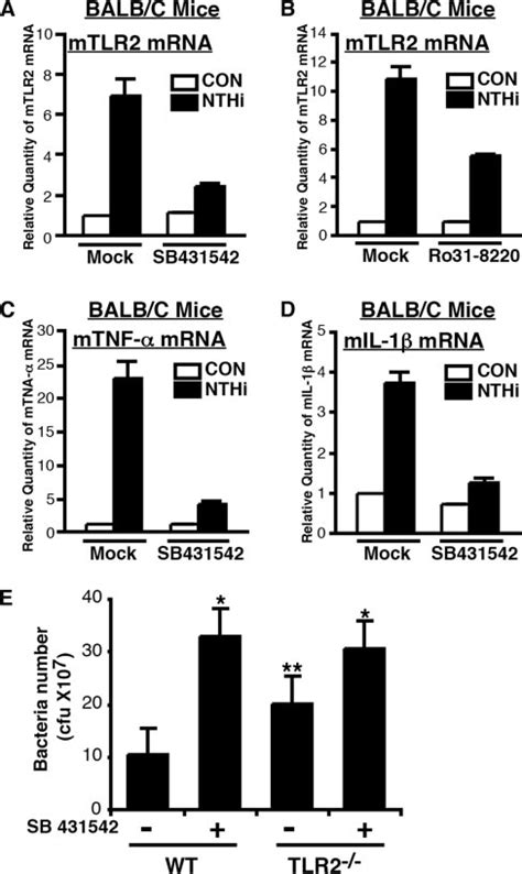 Tr Smad34 Signaling Pathway Is Also Positively Involved In Mediating