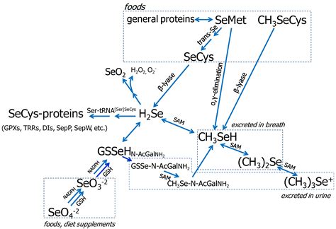 Nutrients Free Full Text Selenium In Bone Health Roles In