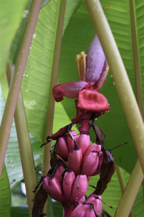 Musa Velutina Hairy Banana Pink Banana Pink Fruiting Banana Pink