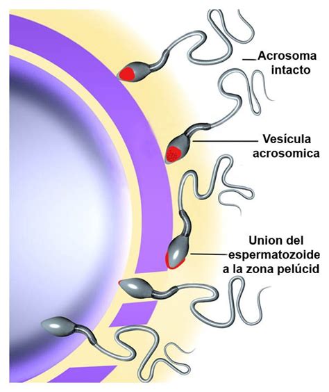 Cuanto Tarda El Esperma En Fecundar El Ovulo Actualizado Enero 2025