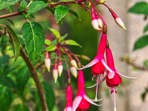 Bud Drop On Fuchsia Plant What To Do For Buds Dropping Off Fuchsia