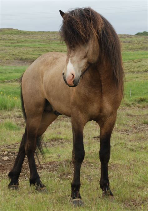 Icelandic horses – Artofit