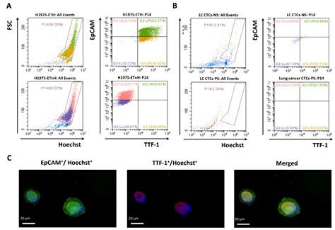 Ijms Free Full Text Circulating Egfr Mutations In Patients With