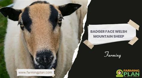 Badger Face Welsh Mountain Sheep: Farming - Farming Plan