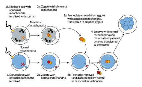 Three Parent Babies Explained