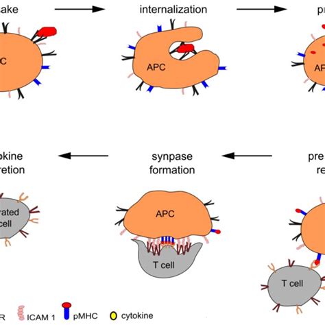 2 Types Of Lymphocytes And Their Effector Functions The Lymphocyte