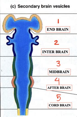 CNS Brain Flashcards Quizlet