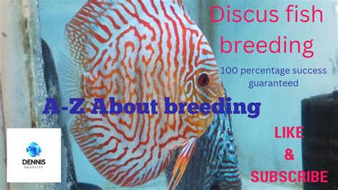 How To Breed Discus Fish Succesfully Result Guaranteed Youtube