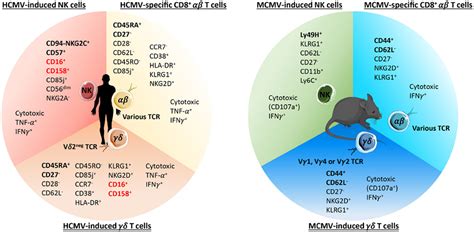 Frontiers γδ T Cell Mediated Immunity to Cytomegalovirus Infection