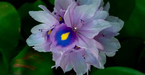 Free Stock Photo Of Bangladeshi Flower Eichhornia Crassipes Flower