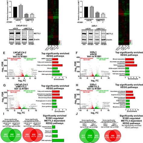 Knockdown Of METTL3 Influences Androgen Induced Splicing In PCa Cell