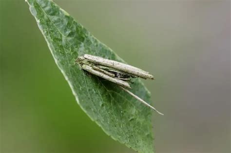 Where Do Bagworms Come From Information All About Wildlife