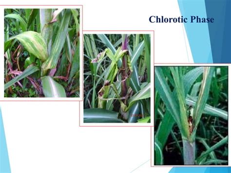 Diseases Of Sugarcane And Their Management Ppt