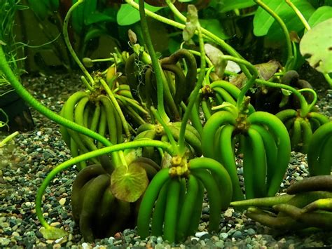 AQUARIUM BANANA PLANT | Aquarium Plants | Planted Tank – Coast Gem USA