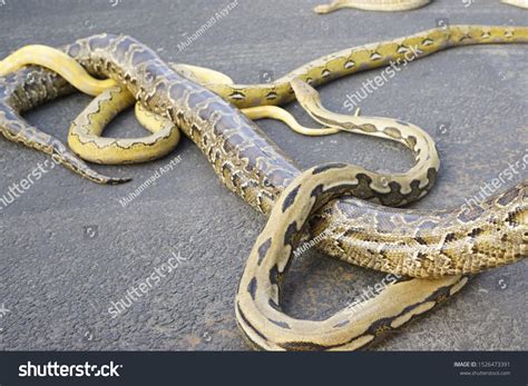 python reticulatus indonesia   reticulated stock photo