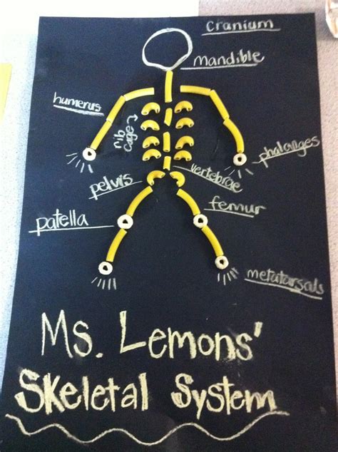 Lesson Plan Skeletal System Project Skeletal System Project Science