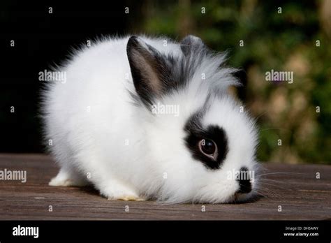 Dwarf Rabbits Lionhead