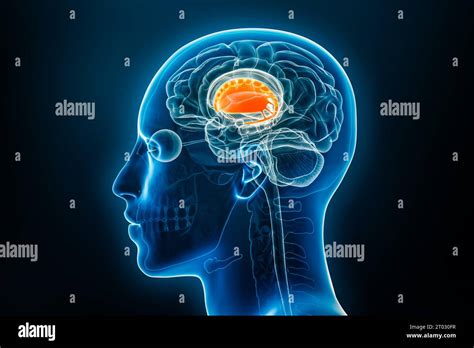 Dorsal Striatum With Putamen And Caudate Nucleus Or Basal Ganglia 3d