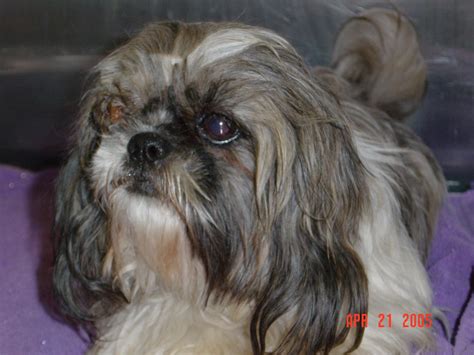 Shih Tzu Bulging Eye Problems