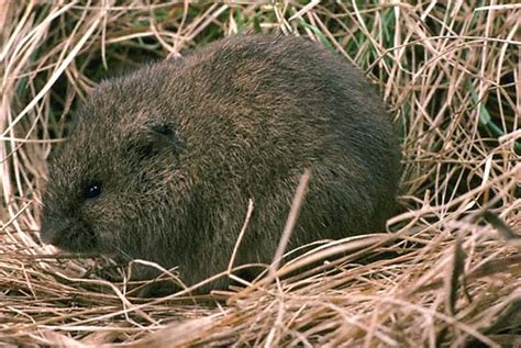 Meadow Vole | Coniferous Forest