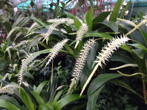 Beautiful Fragrant Chain Orchid Dendrochilum Glumaceum Beautiful