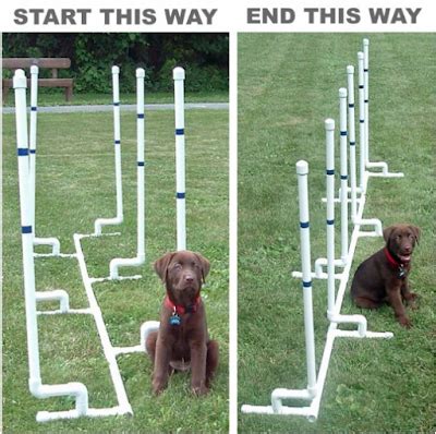 how to teach your dog agility training at home