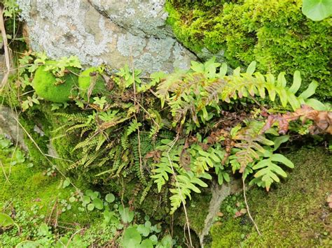 Plantas Cript Gamas Caracter Sticas Reproducci N Y Tipos