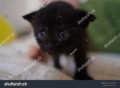 imagenes de newborn black kitten imagenes fotos  vectores de