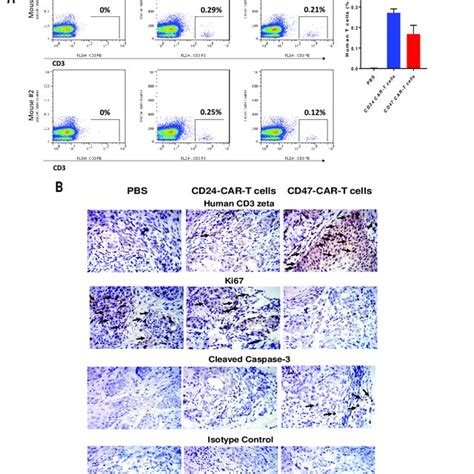 Humanized Cd Vl And Vh Sequences Binding Of Humanized Cd Scfv With