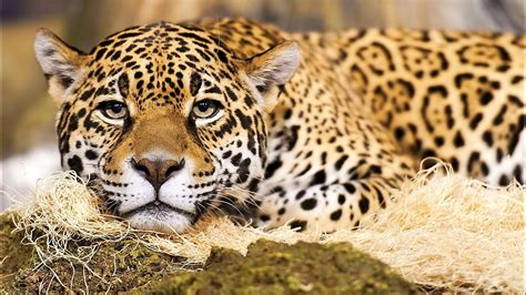 Jaguar cat wallpaper | 1920x1080 | #13492