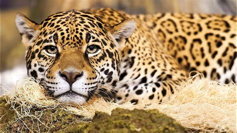 Jaguar cat wallpaper | 1920x1080 | #13492