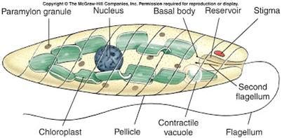 protozoa - Chempapy