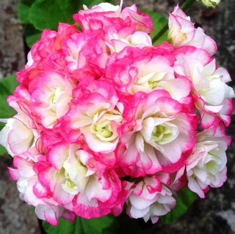 Appleblossom Rosebud Geranium Rosebud Geraniums