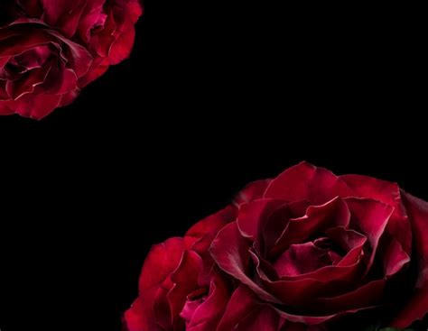 Premium Photo Beautiful Red Rose In The Darkness Dark Moody Floral