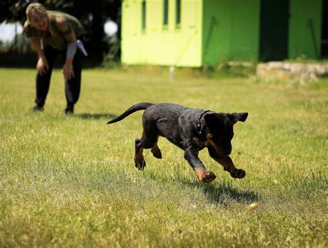 Home Farm Dog Training