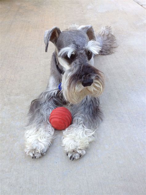 A Darling Salt A Pepper Mini Schnauzer Playing With His Favorite Ball