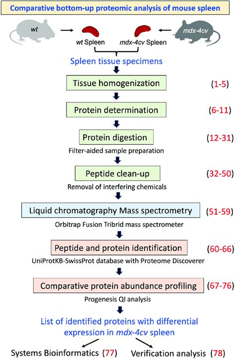 Workflow Of The Comparative And Mass Spectrometry Based Proteomic