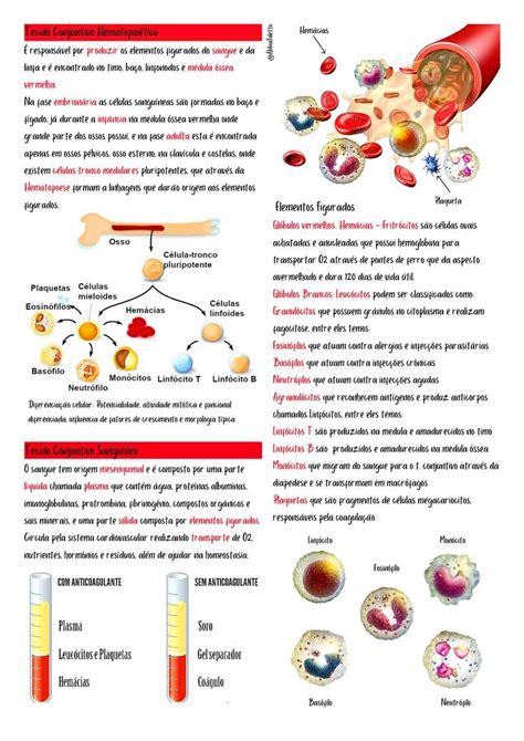 Tecido Conjuntivo part3 Histologia Tecido conjuntivo Tecido sanguíneo